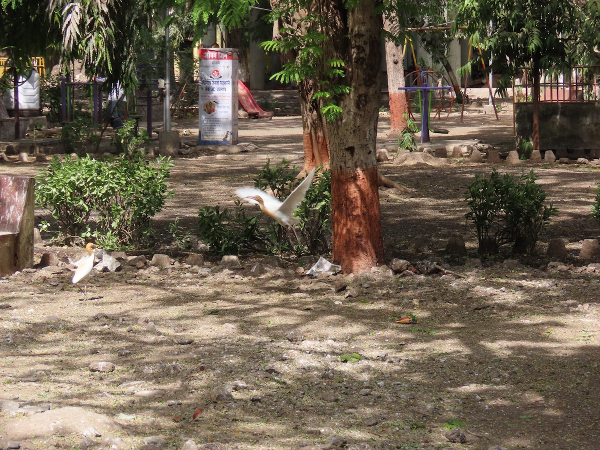 Eastern Cattle Egret - ML620243786