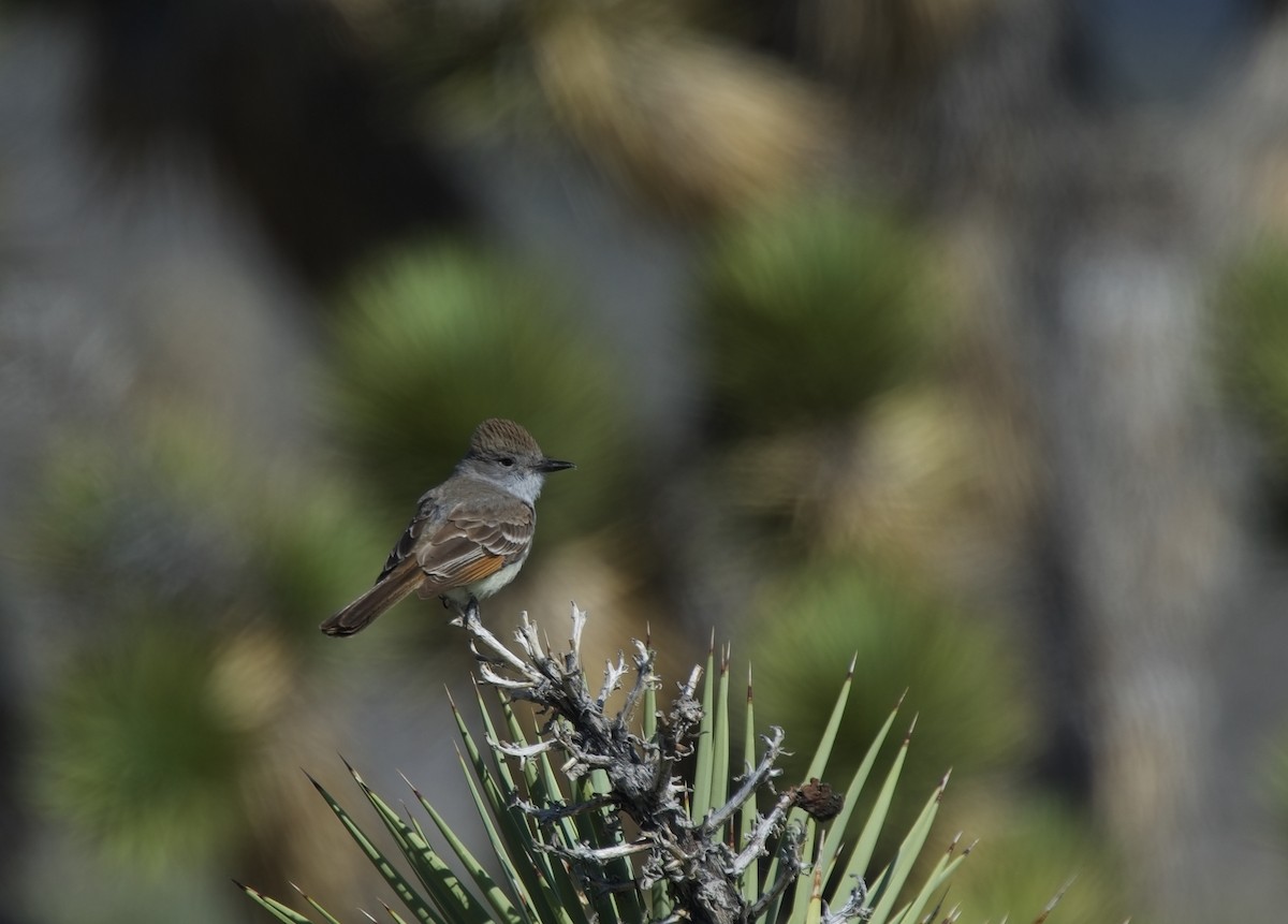 Ash-throated Flycatcher - ML620243787