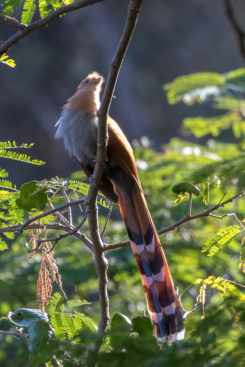 Squirrel Cuckoo - ML620243790