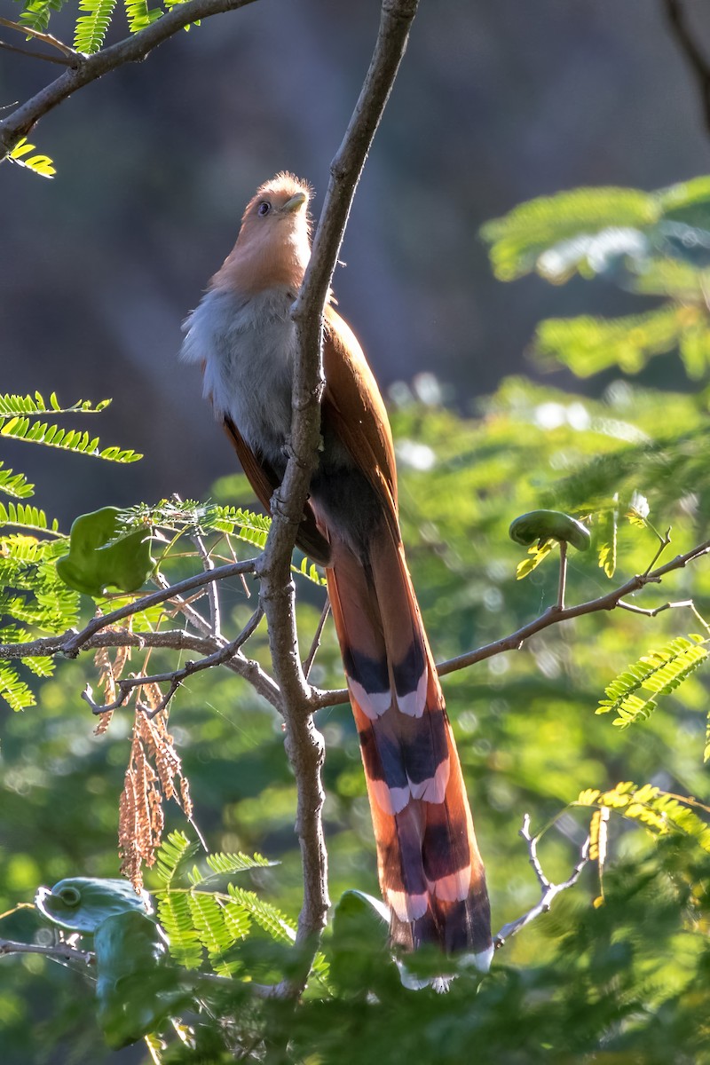 Squirrel Cuckoo - ML620243792