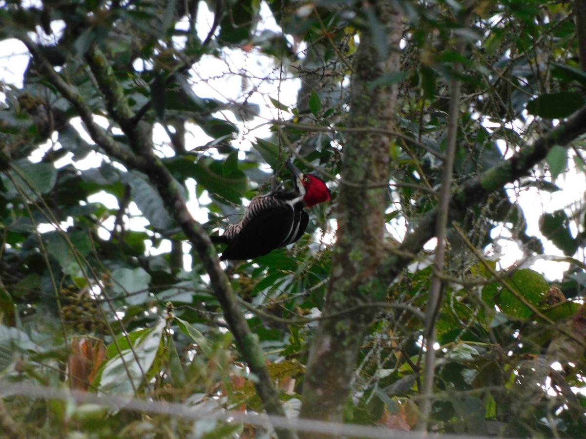 Crimson-crested Woodpecker - ML620243795