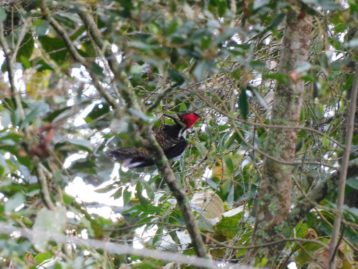 Crimson-crested Woodpecker - ML620243796