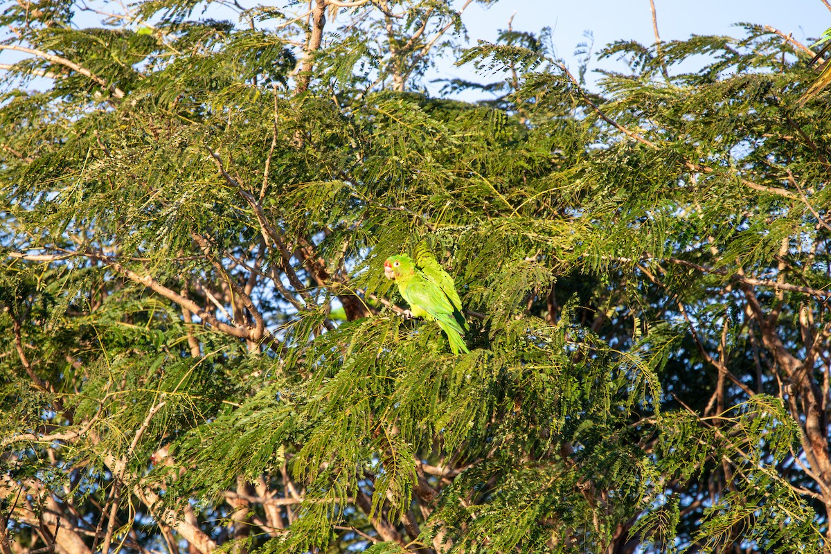 Crimson-fronted Parakeet - ML620243798