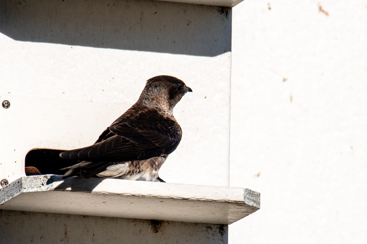 Purple Martin - ML620243801