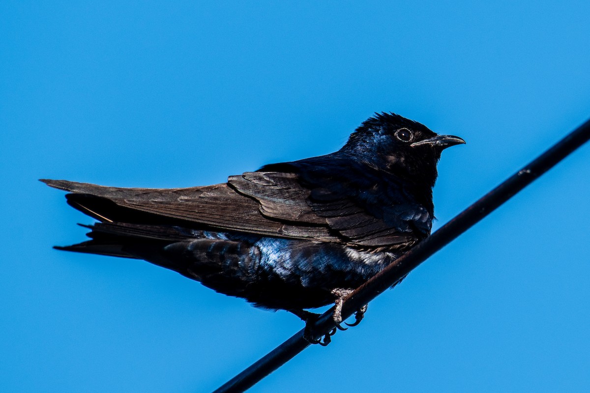 Purple Martin - ML620243803