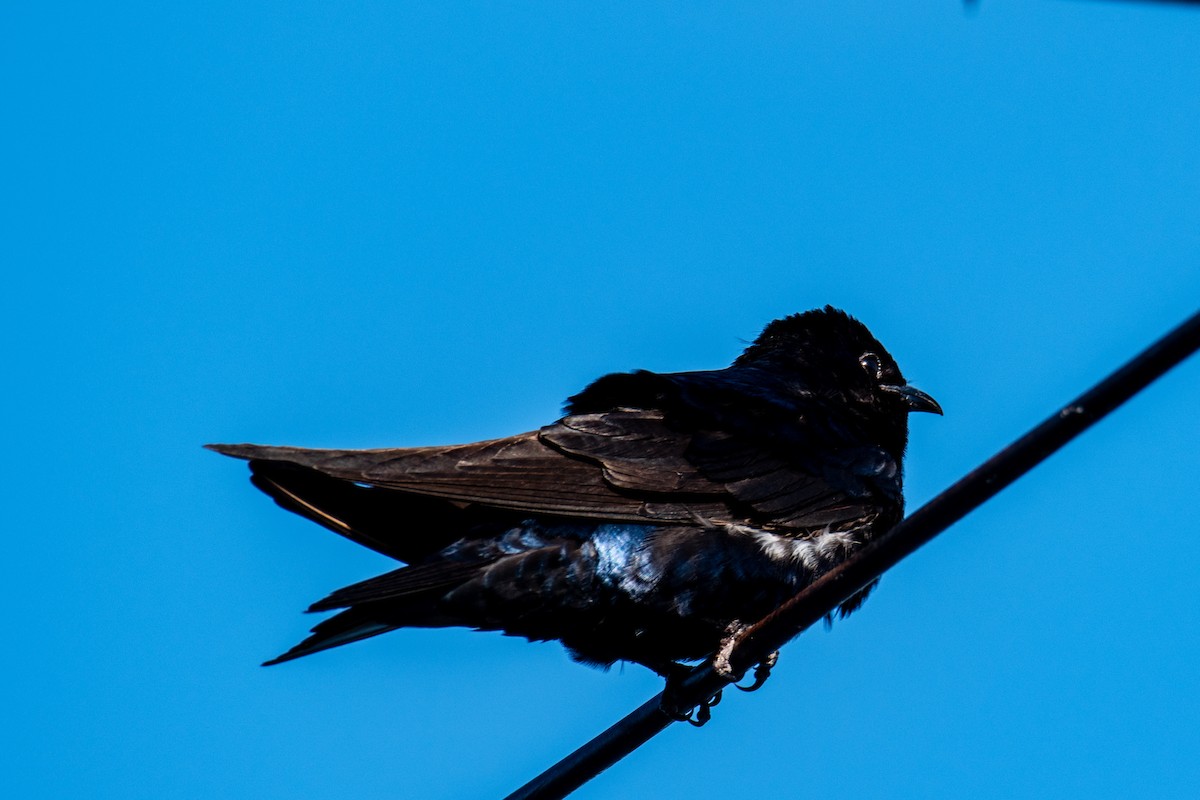 Purple Martin - ML620243804