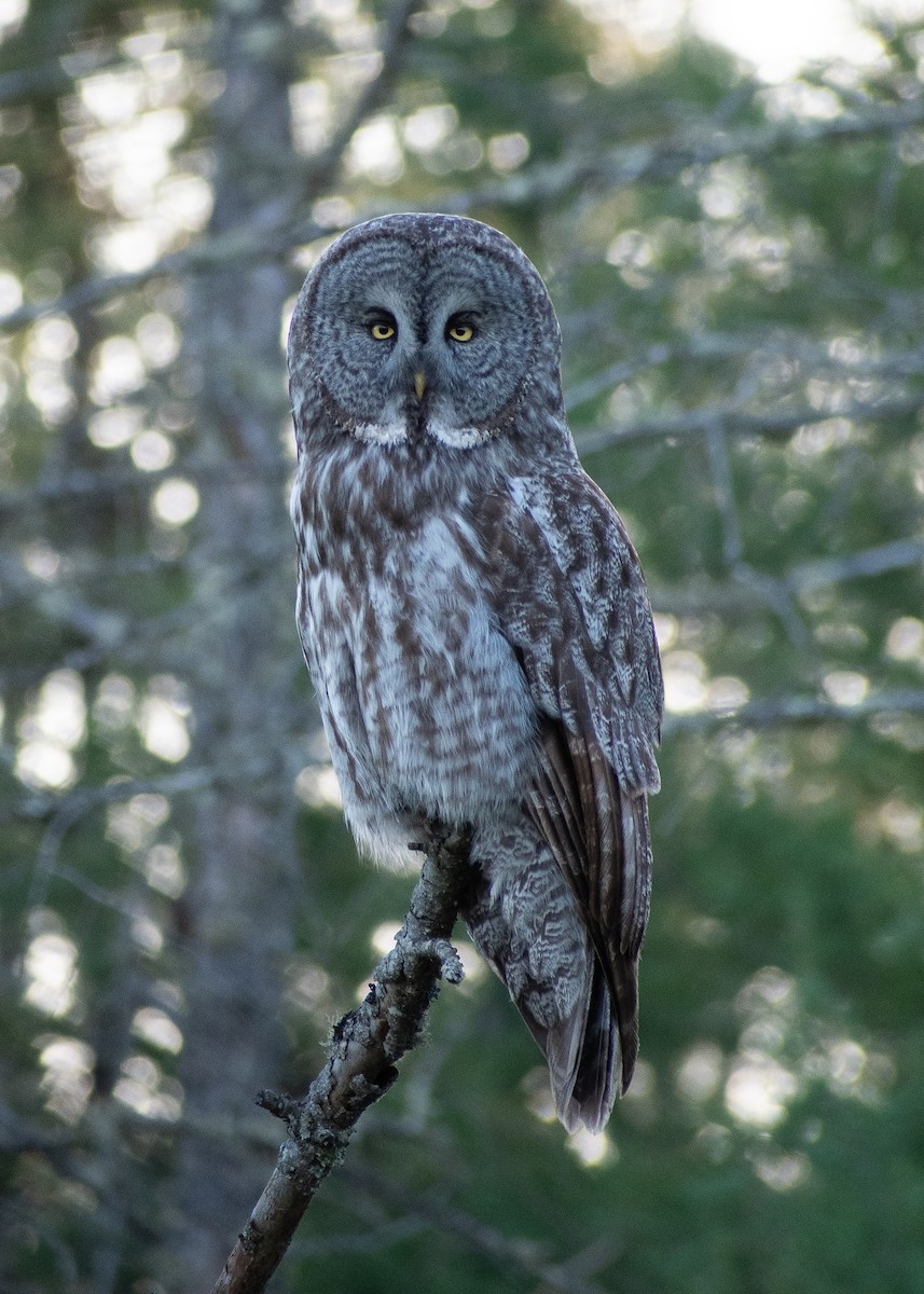 Great Gray Owl - Lynda Elkin