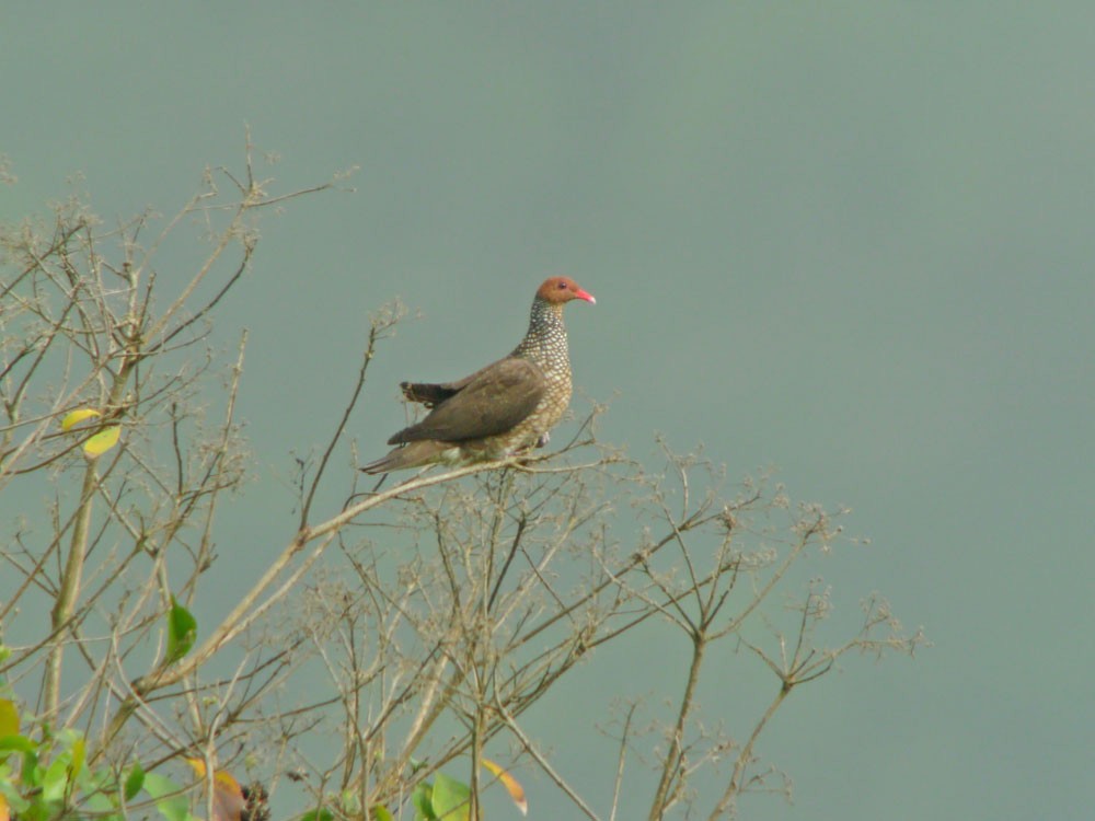 Scaled Pigeon - ML620243809