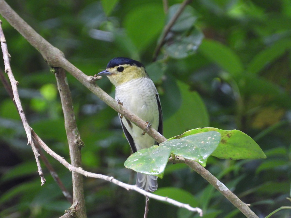 Barred Becard - ML620243812