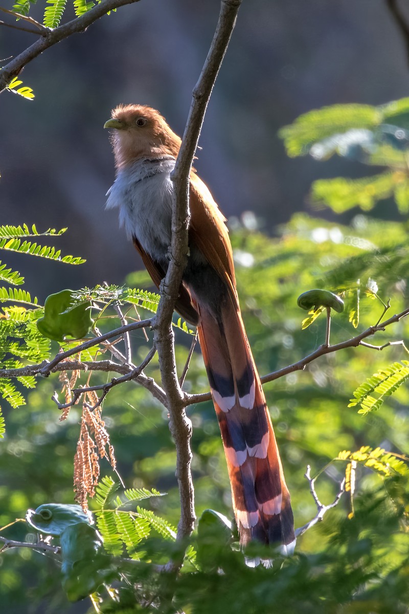 Squirrel Cuckoo - ML620243816