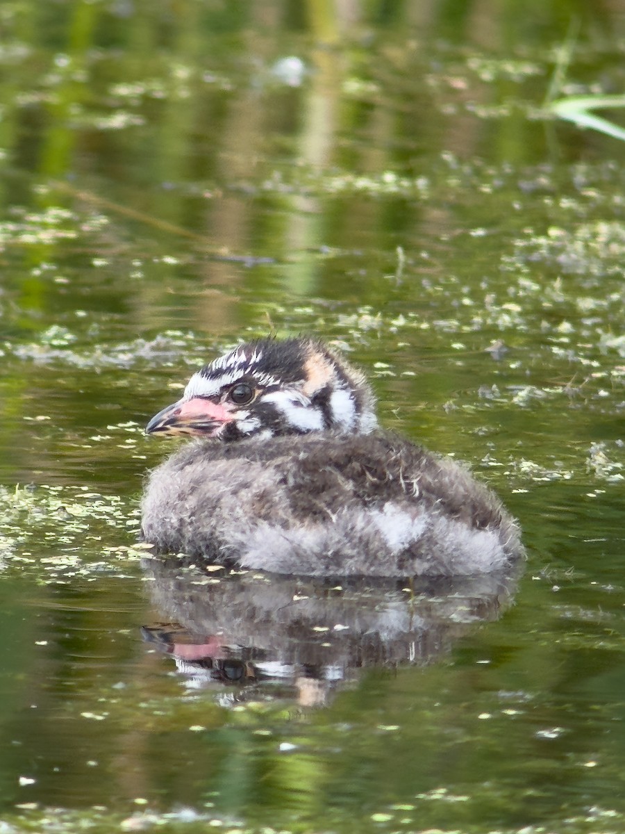Pied-billed Grebe - Christy Hibsch