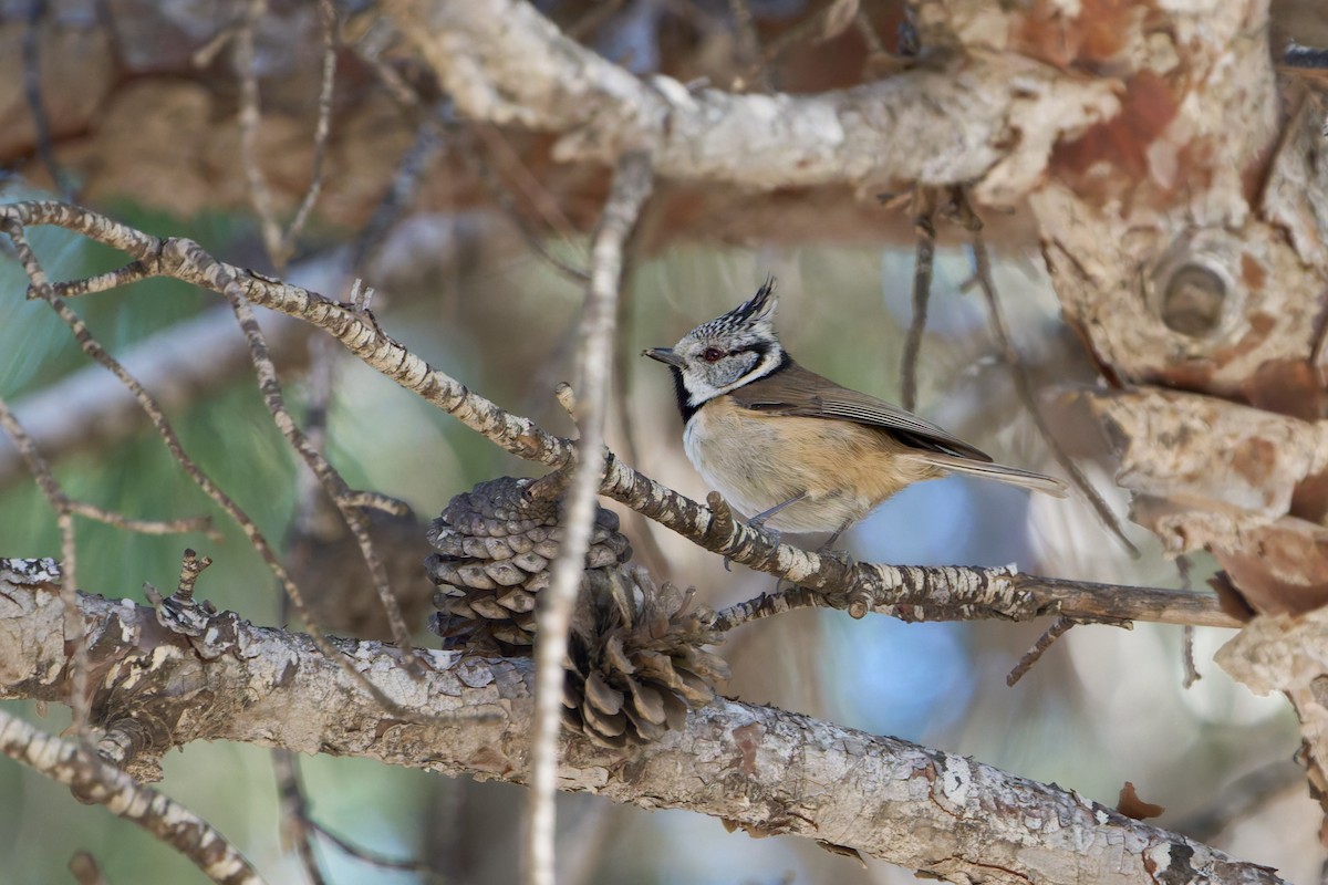 Mésange huppée - ML620243819