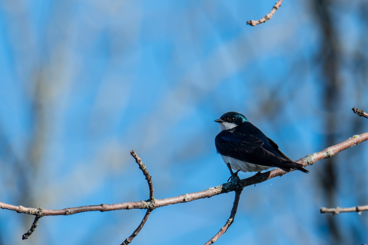 Tree Swallow - ML620243824