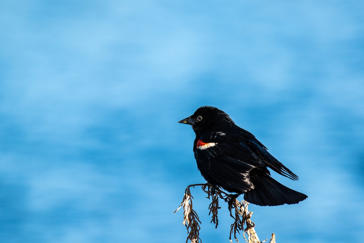 Red-winged Blackbird - ML620243830