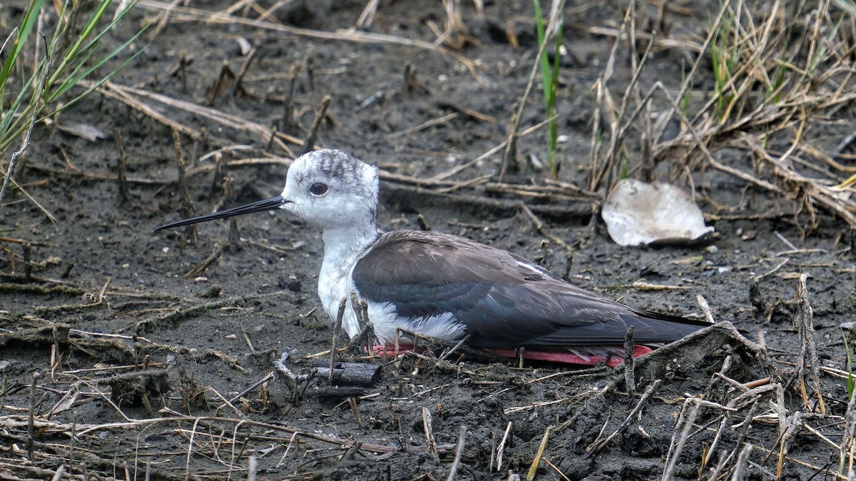 Black-winged Stilt - ML620243836