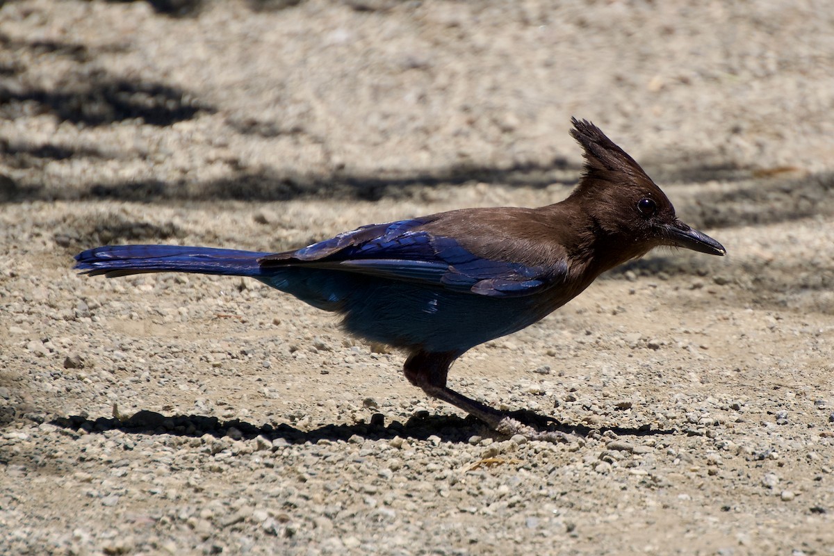 Steller's Jay - ML620243842