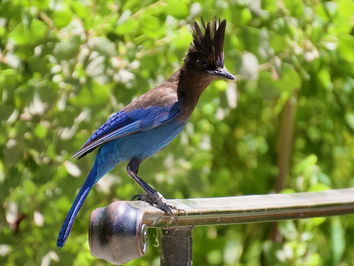 Steller's Jay - ML620243843