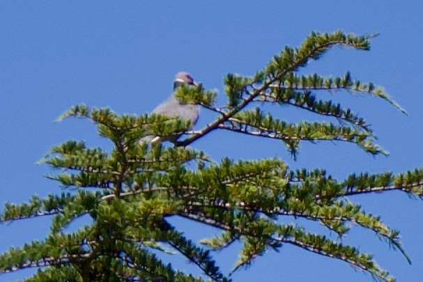 Band-tailed Pigeon - ML620243844