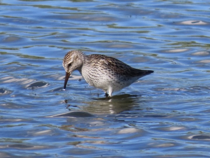 White-rumped Sandpiper - ML620243845