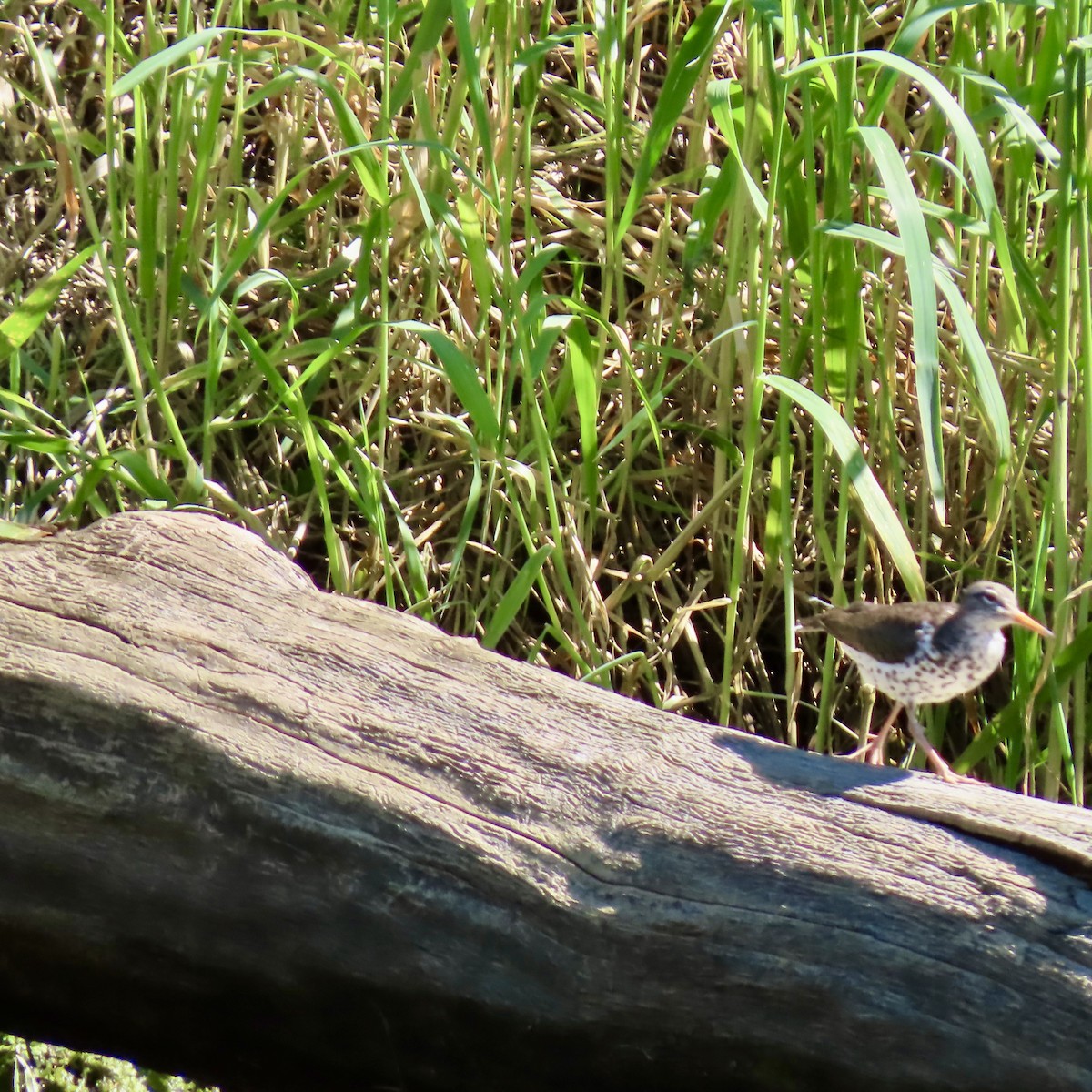 Spotted Sandpiper - ML620243849