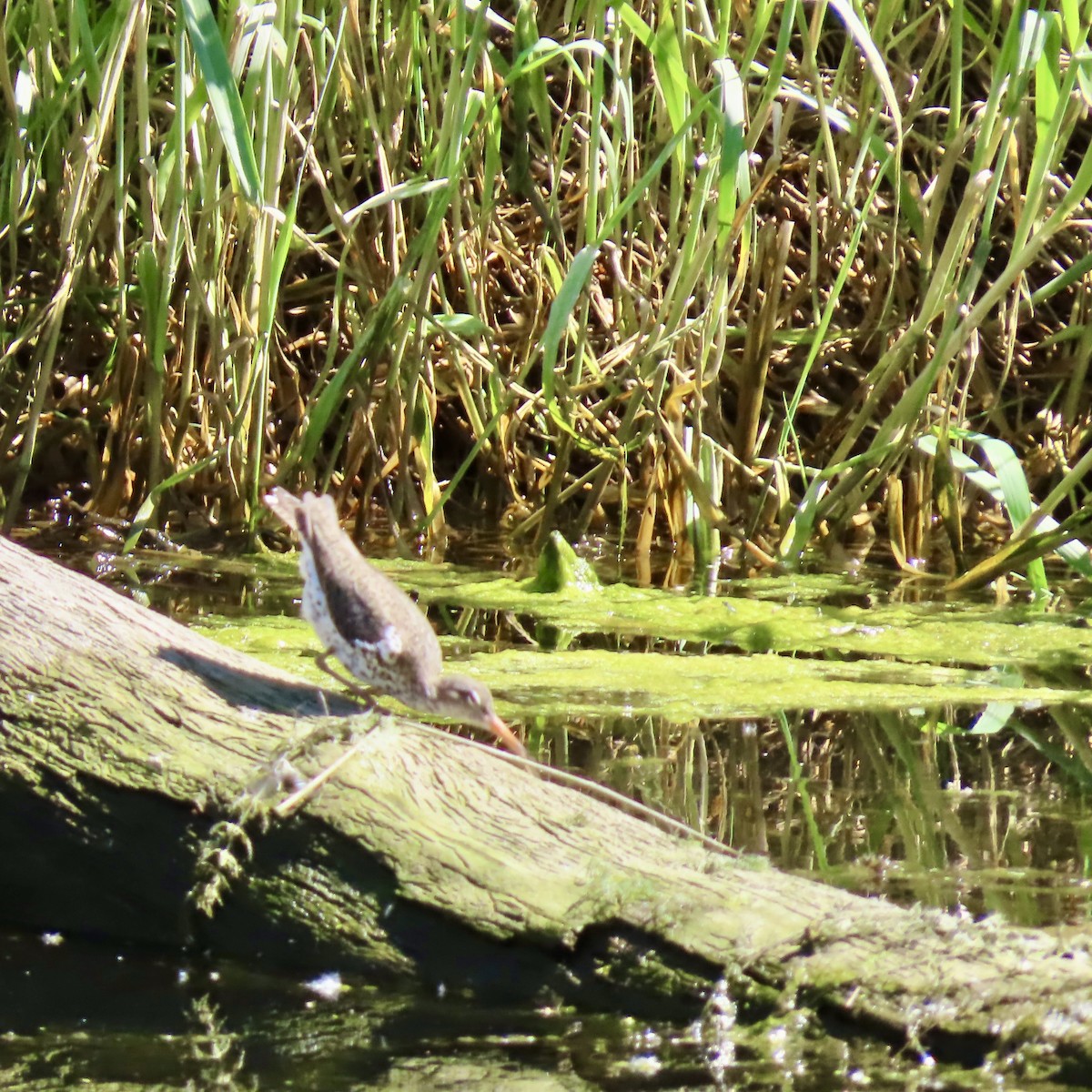 Spotted Sandpiper - ML620243850