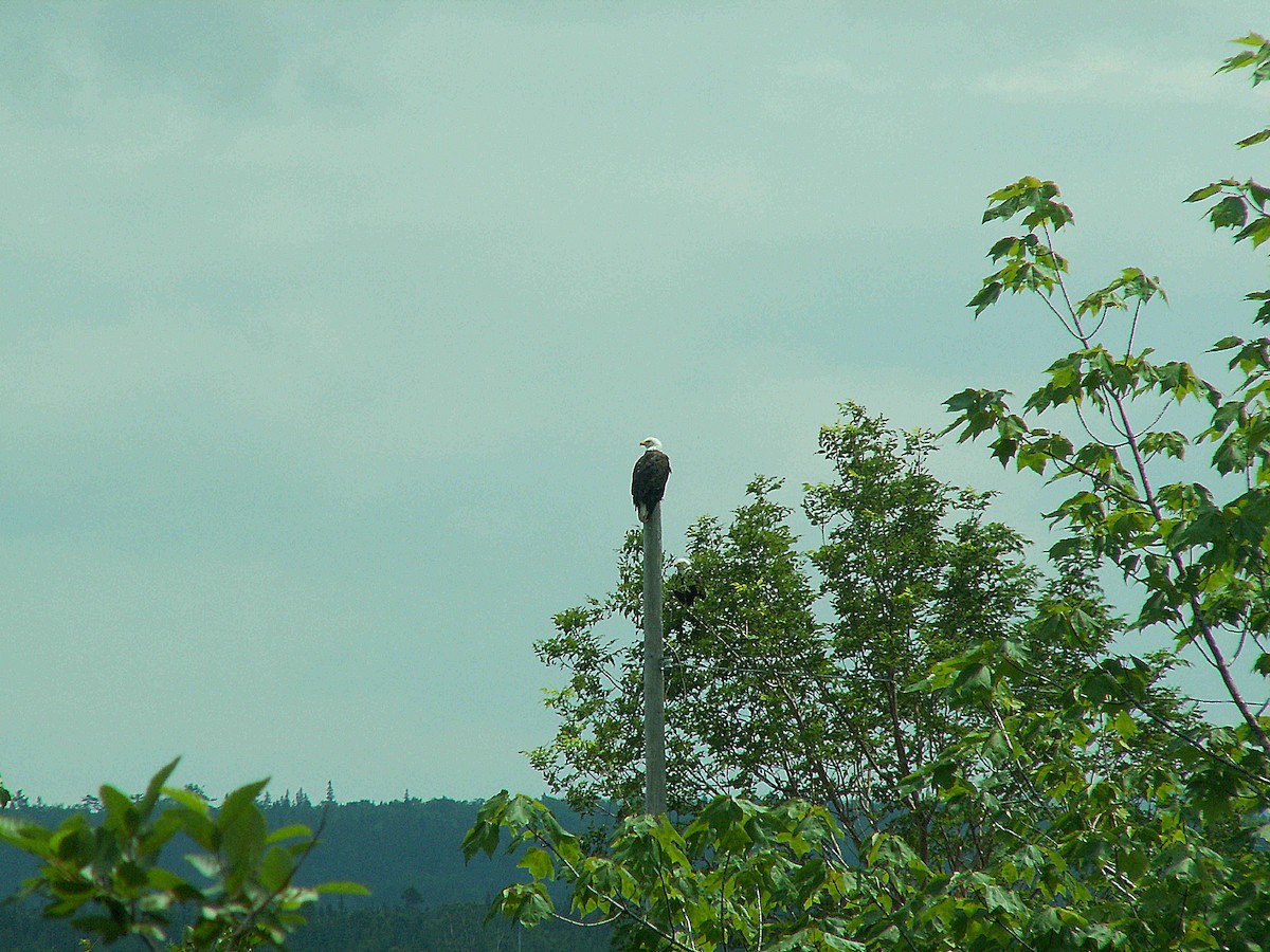 Weißkopf-Seeadler - ML620243858