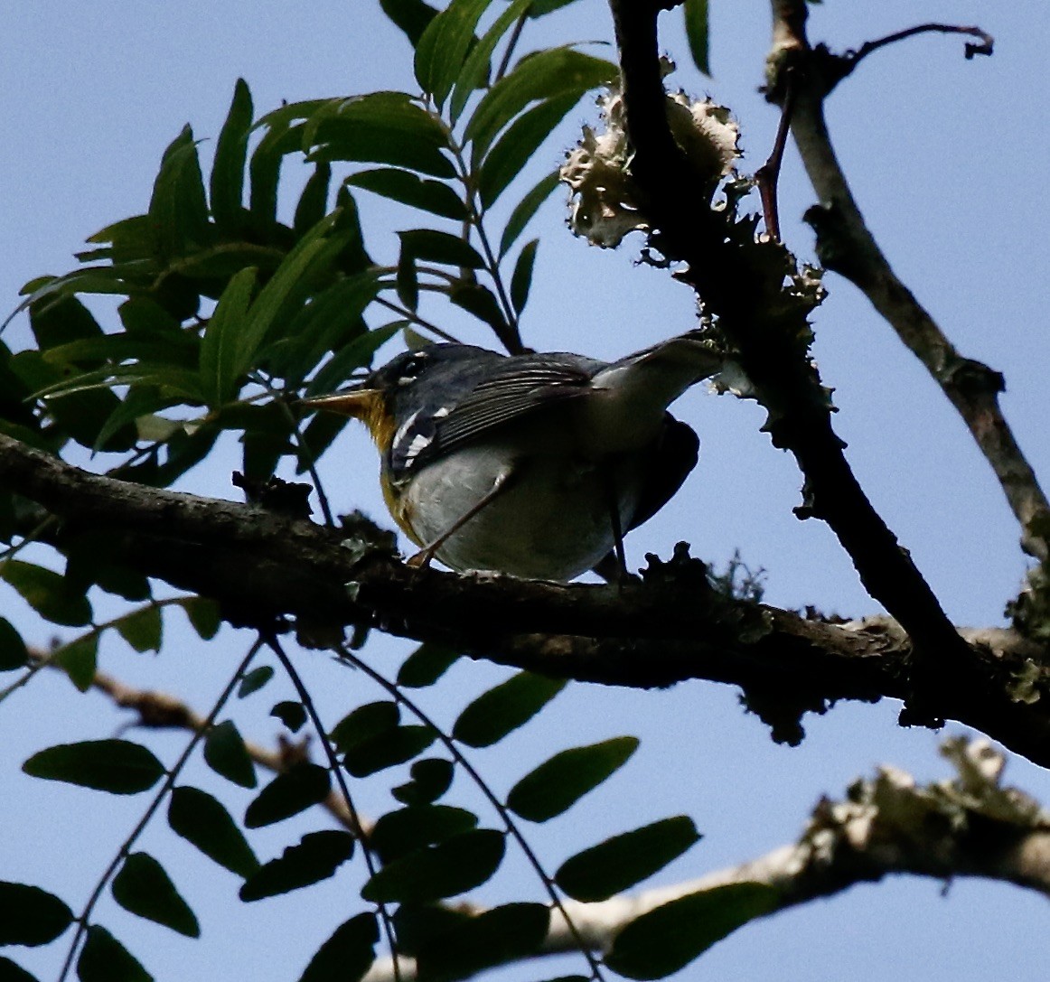 Northern Parula - Pamela Barton