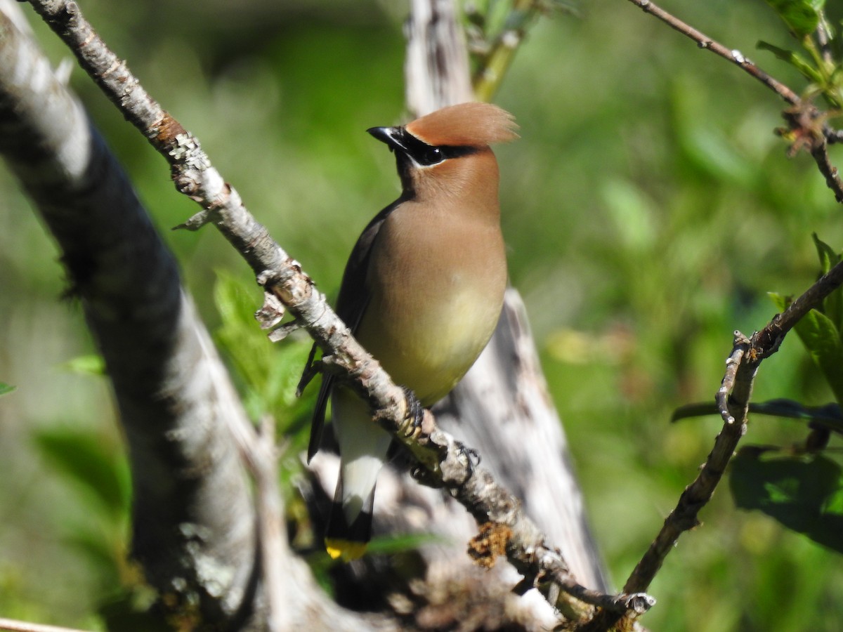 Cedar Waxwing - ML620243868