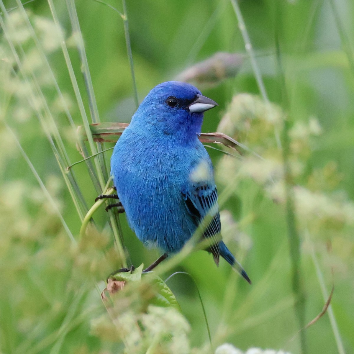 Indigo Bunting - Nathan Stimson