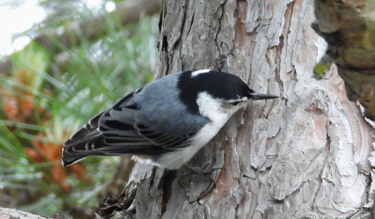 White-breasted Nuthatch - ML620243878