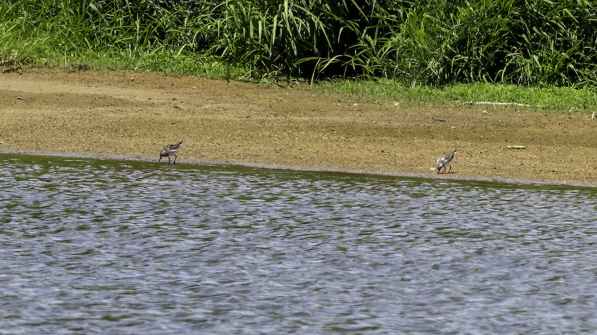 White-rumped Sandpiper - ML620243883