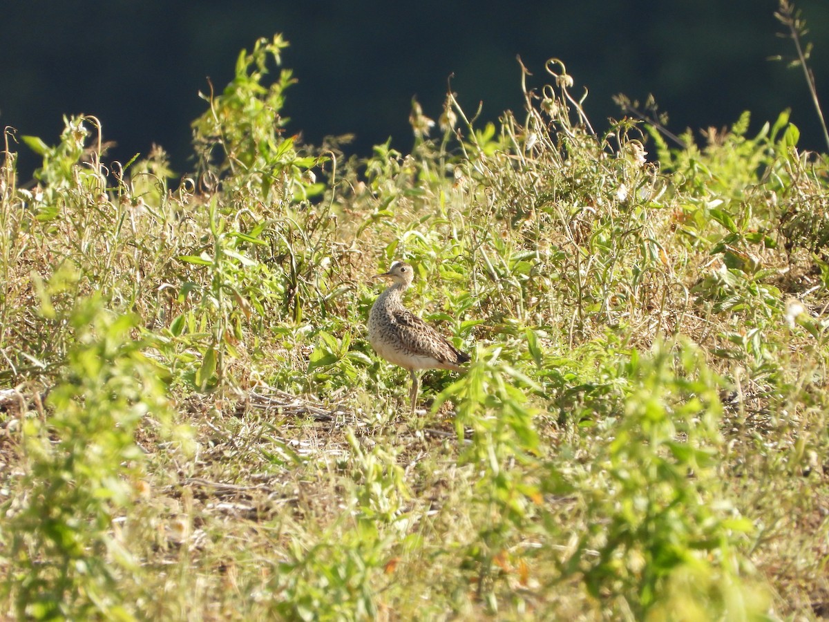 Upland Sandpiper - ML620243886