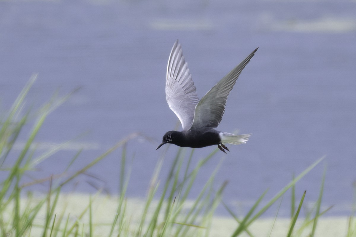 Black Tern - Christy Hibsch