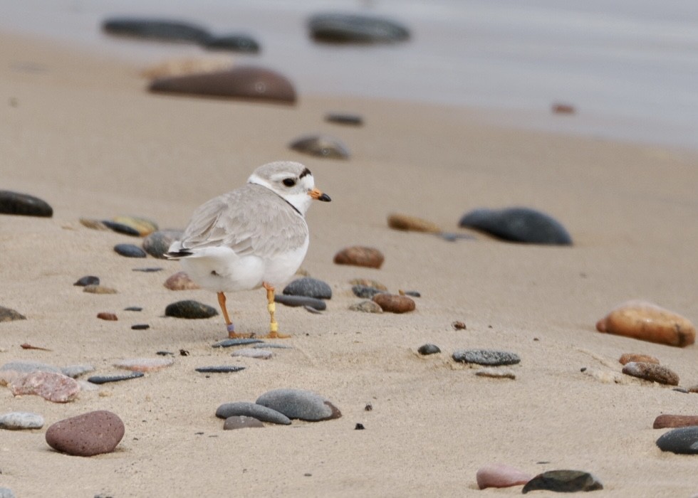 Piping Plover - ML620243892