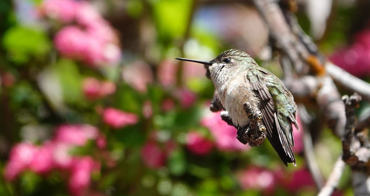 Calliope Hummingbird - ML620243900