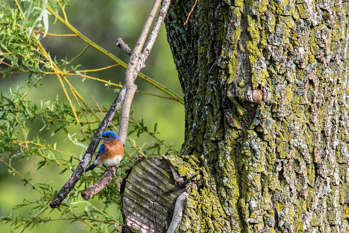 Eastern Bluebird - ML620243905