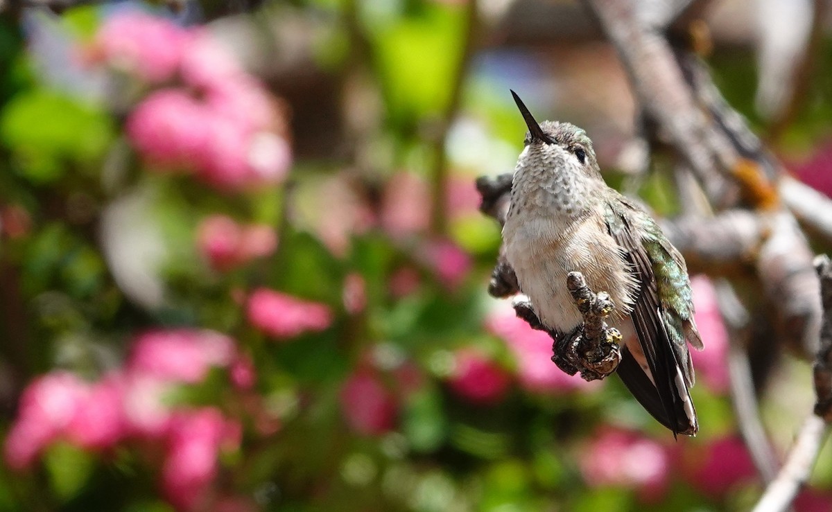Calliope Hummingbird - ML620243906