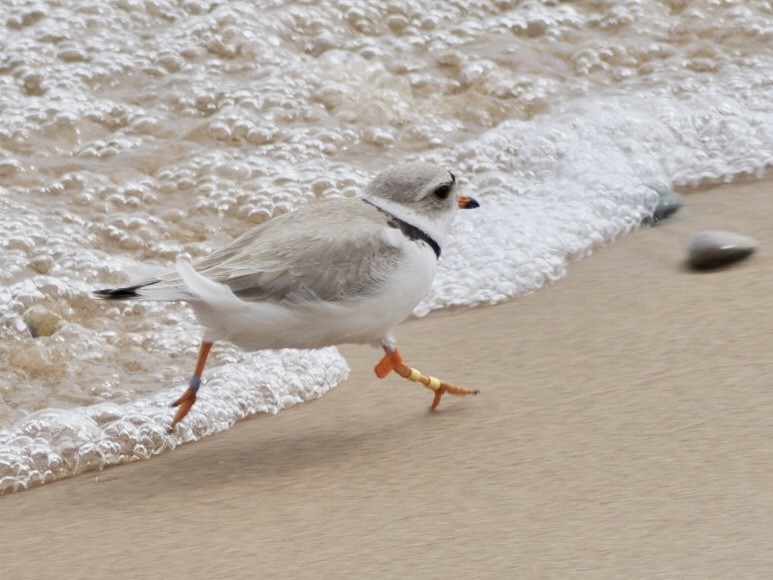 Piping Plover - ML620243909