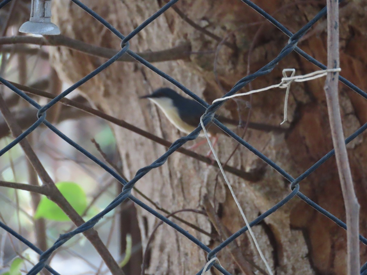 Prinia cendrée - ML620243910