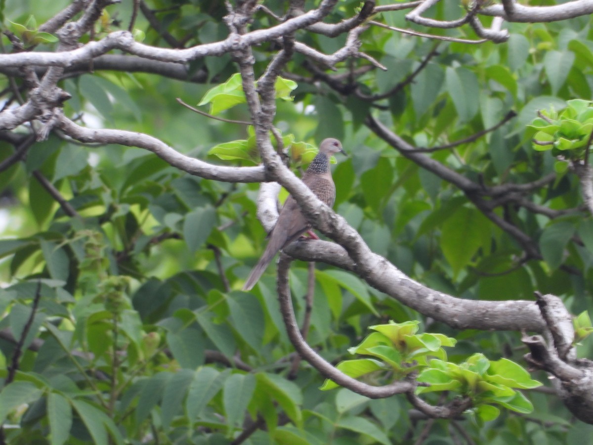 Spotted Dove - ML620243913