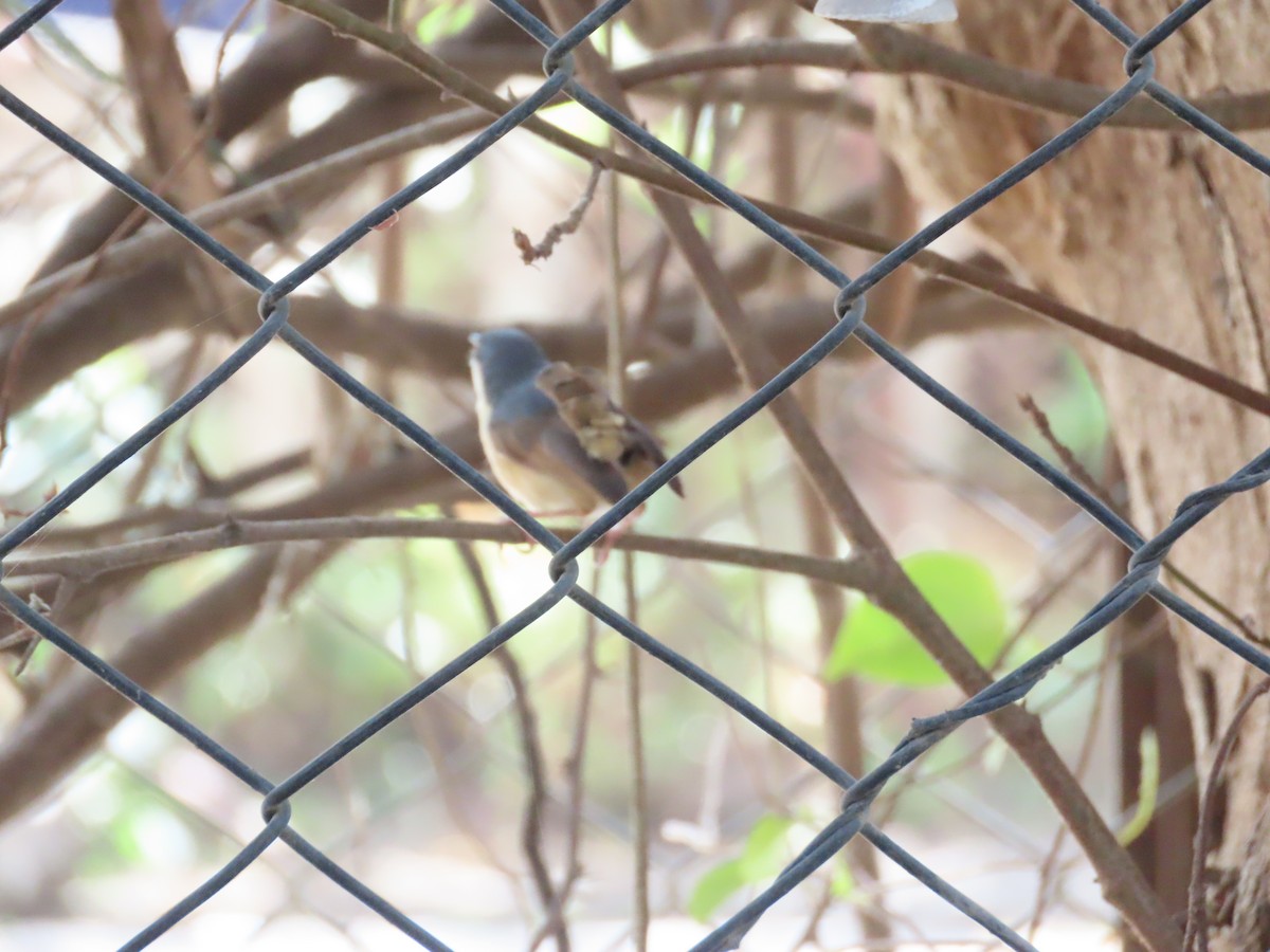 Ashy Prinia - ML620243915