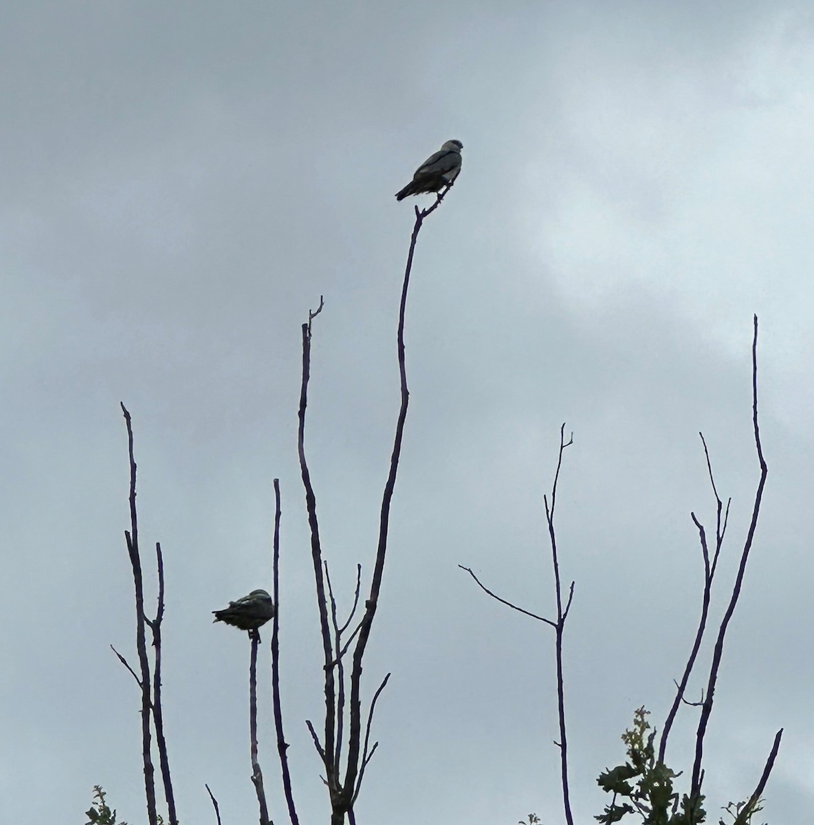 Mississippi Kite - ML620243924