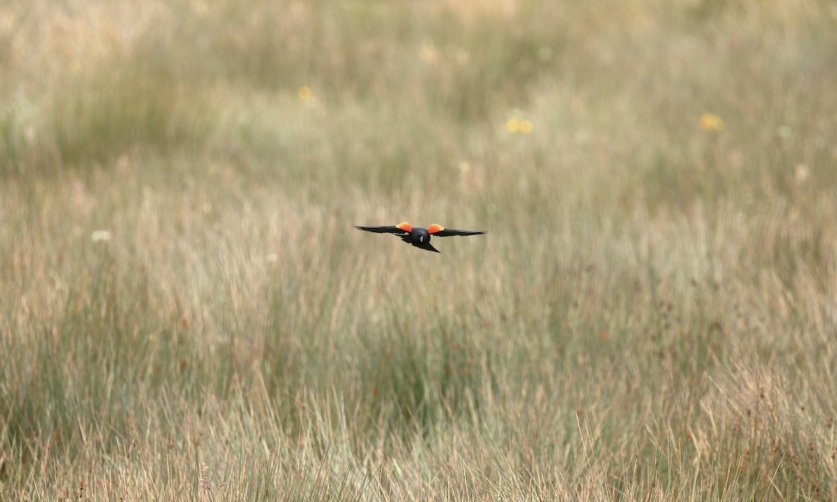 Red-winged Blackbird - ML620243928