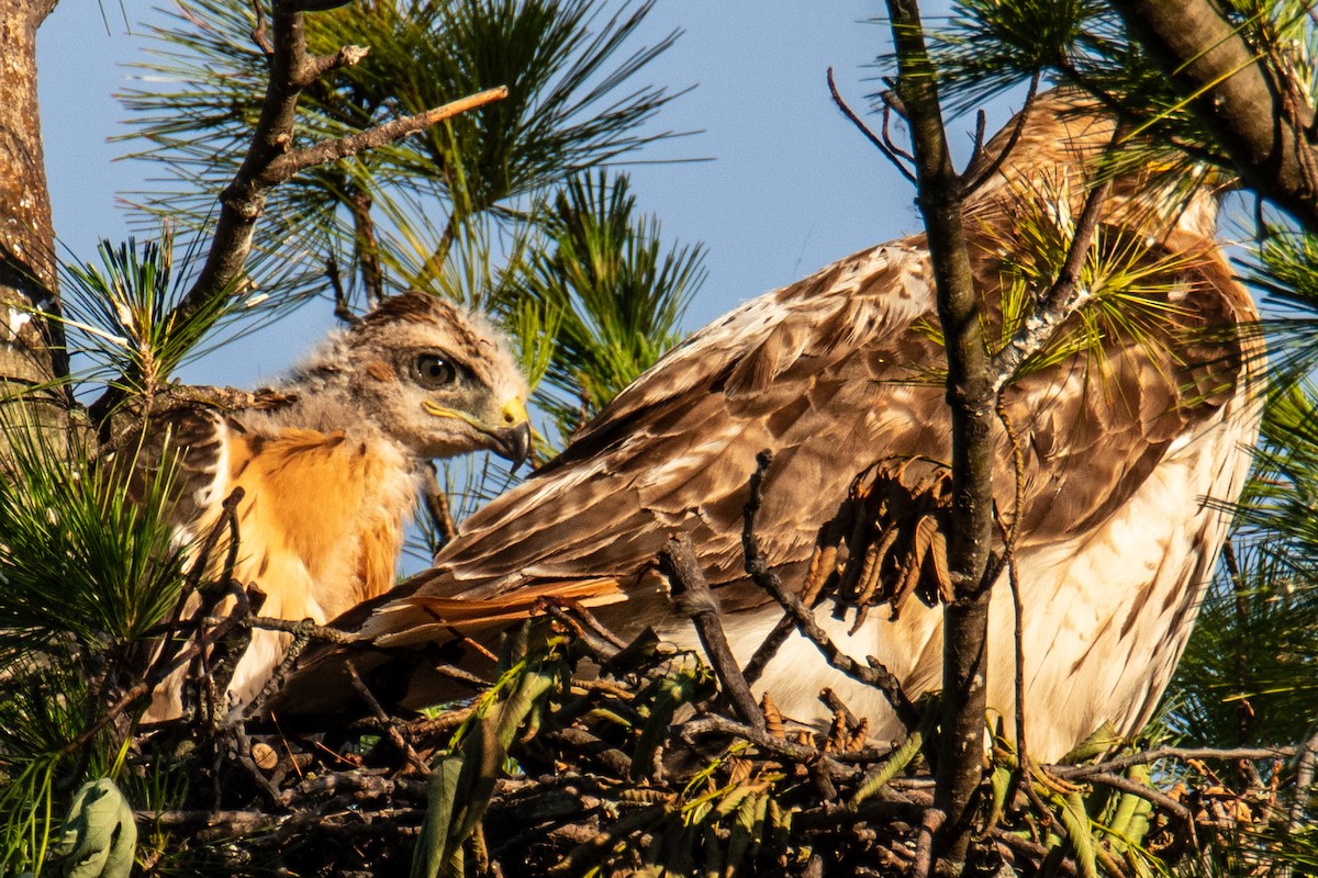 Red-tailed Hawk - ML620243931
