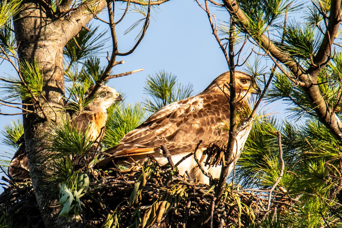 Red-tailed Hawk - ML620243933