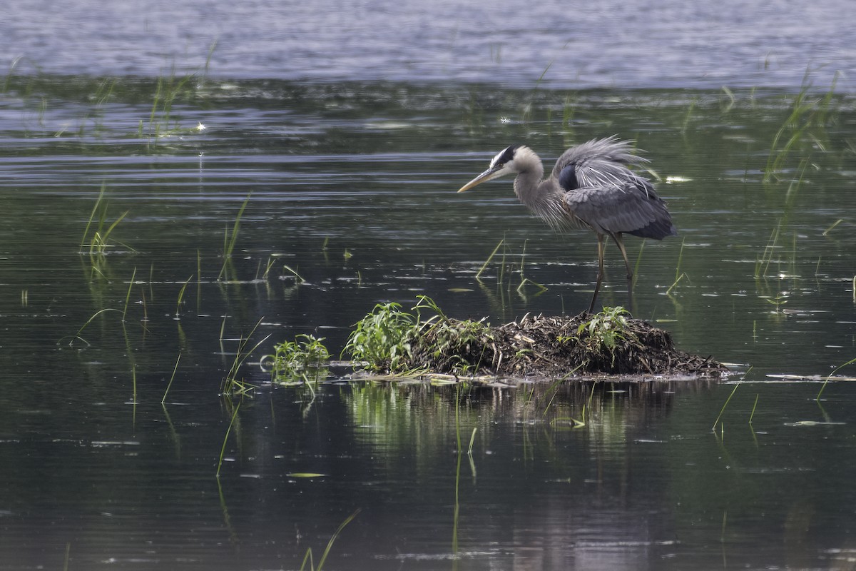 Great Blue Heron - ML620243937