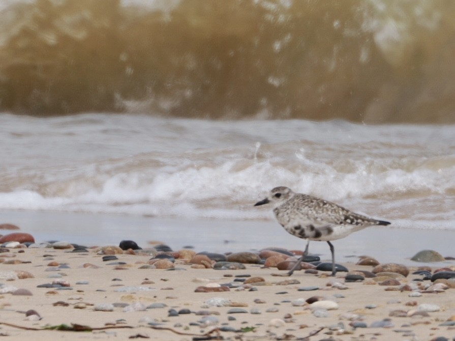 Black-bellied Plover - ML620243940