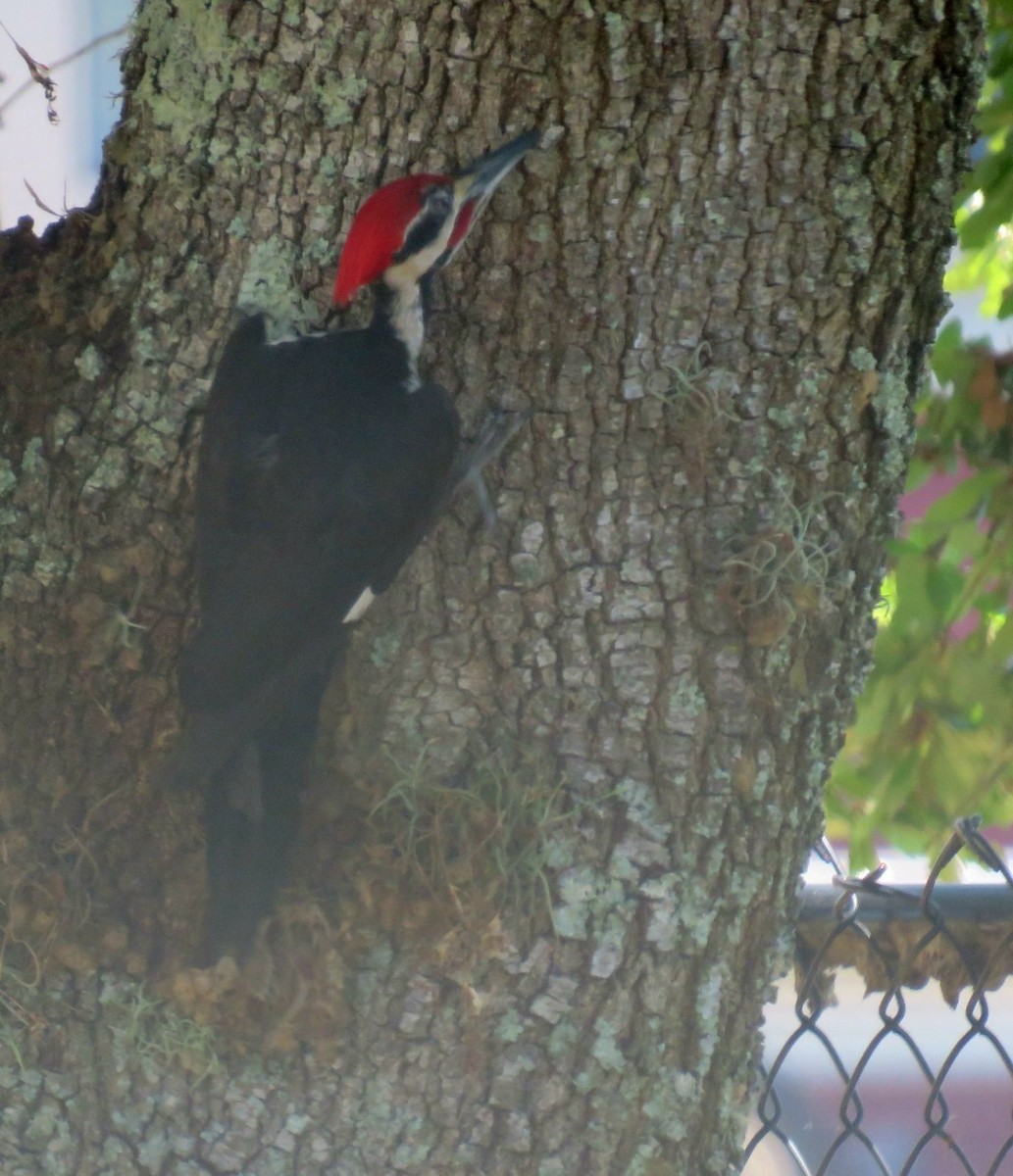 Pileated Woodpecker - ML620243943