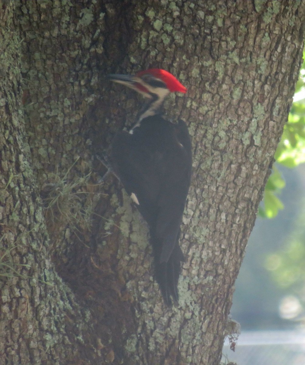 Pileated Woodpecker - ML620243944