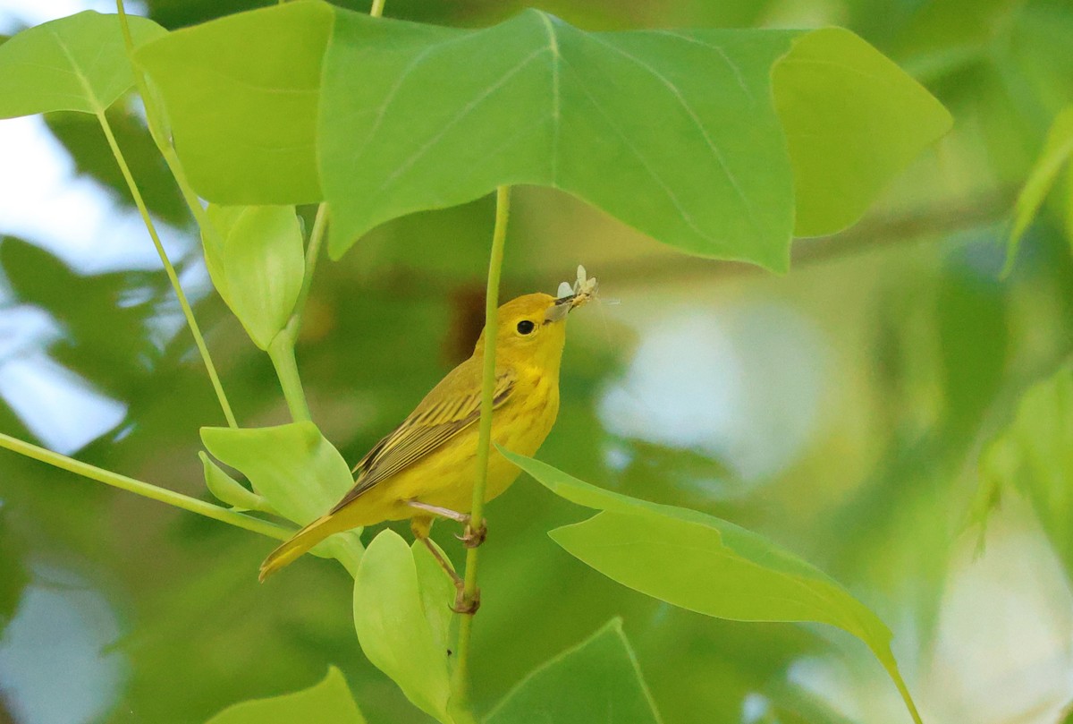 Yellow Warbler - ML620243946